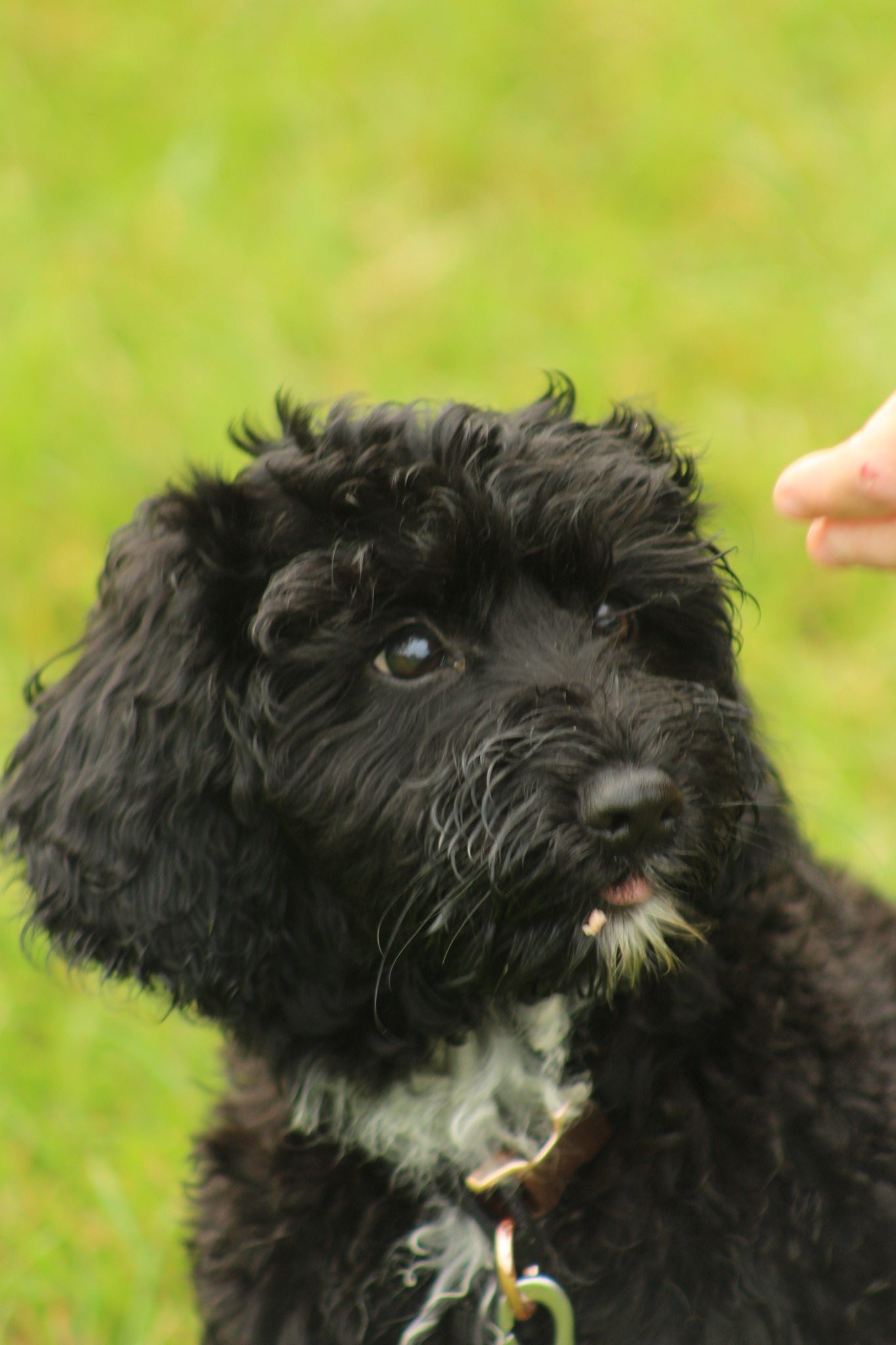 Specialist Dog Walking Dog Training in Herne Bay