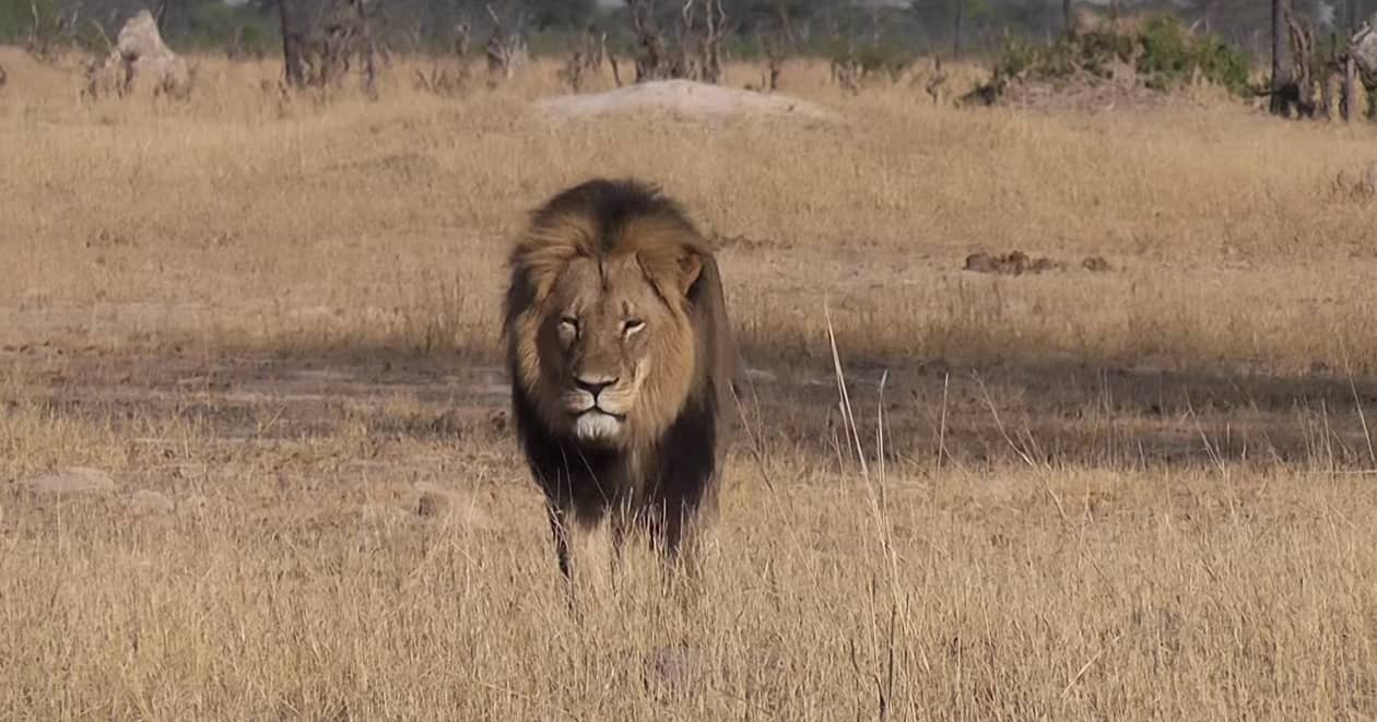 UPDATE Cecil The Lion's Brother Jericho Alive In Zimbabwe Towleroad