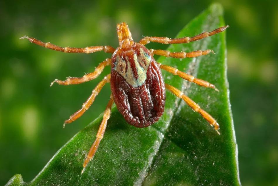 Everything You Never Wanted To Know About How Ticks Hunt You (and How