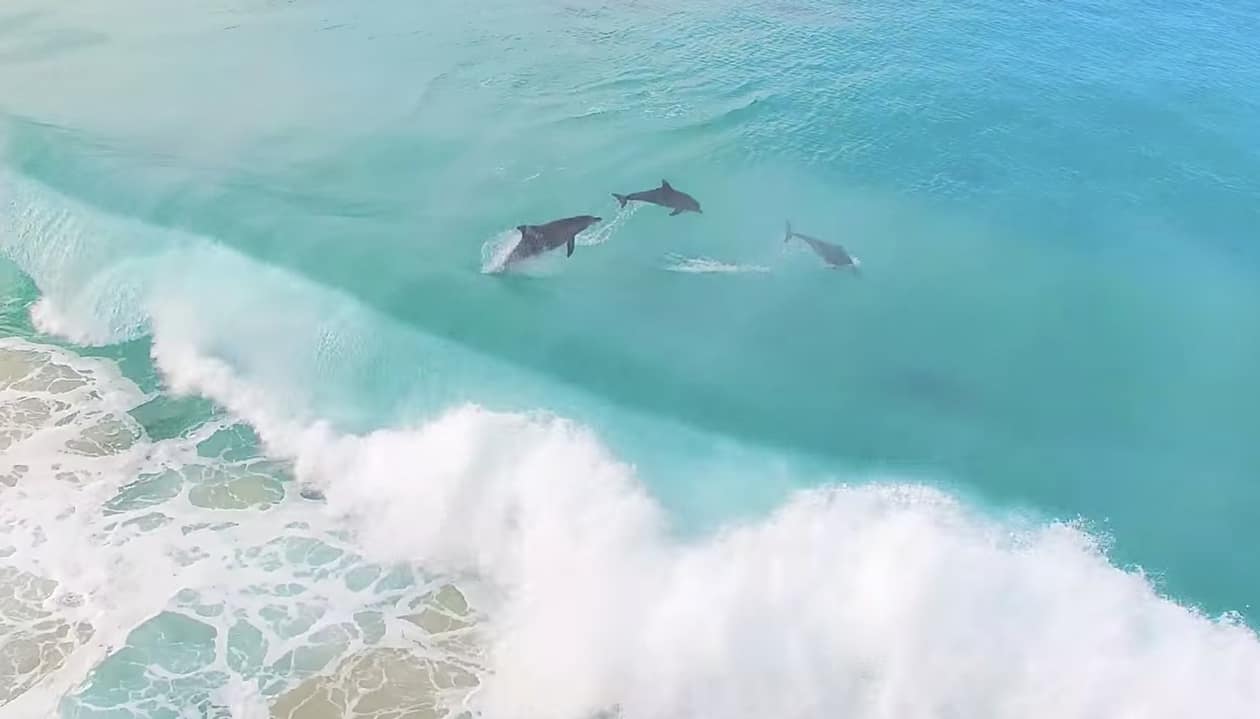 Gay Dolphins Observed Off Coast of Western Australia