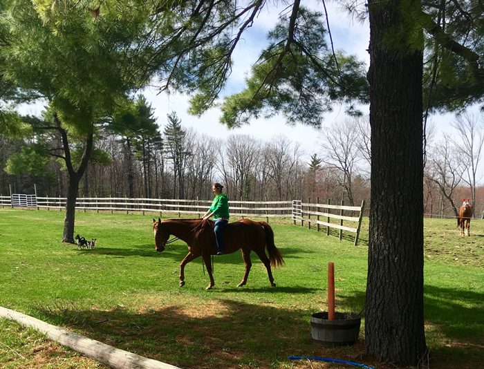 OUR WINNERS Townsend's Training Farm Inc. 536 4th Range Rd