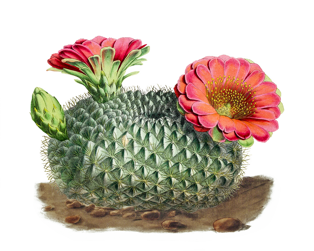 Palo Pinto Mountains State Park Texas Parks and Wildlife Foundation