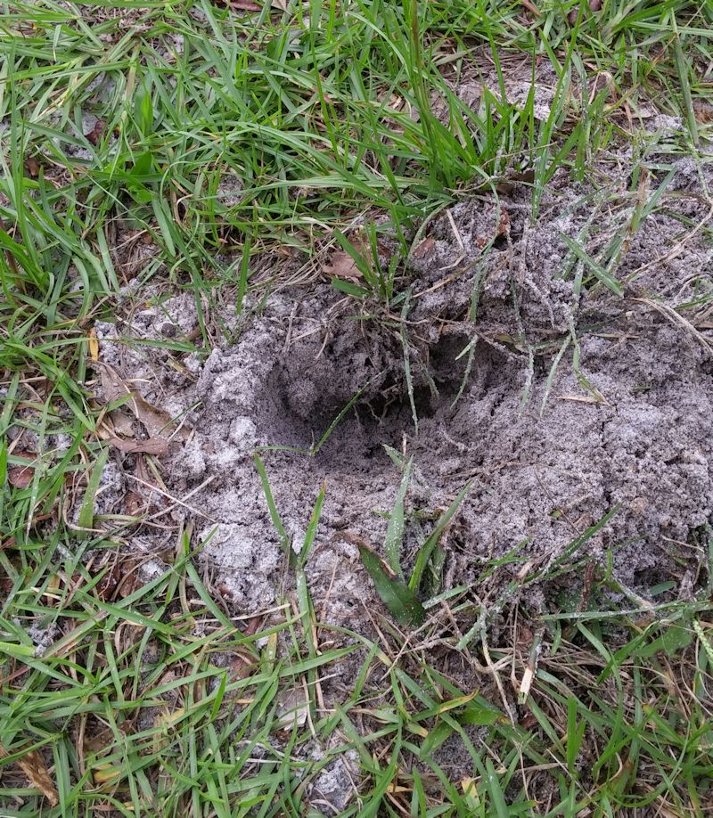 Rabbits Digging Holes