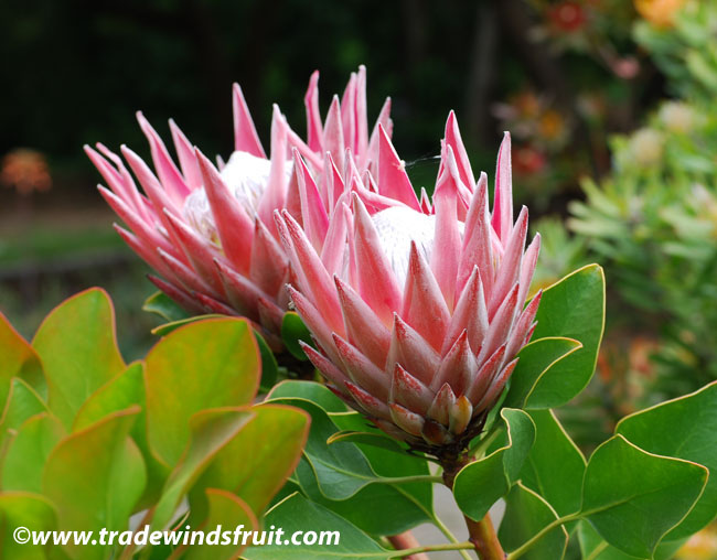 King Protea Protea cynaroides Seeds