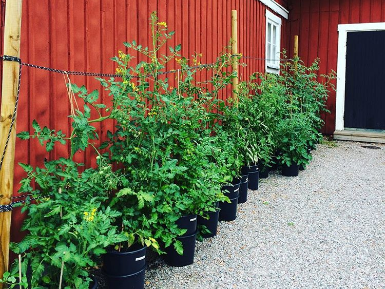 krukor till tomater Tomatplan 2021: Tidigt & Tåligt - Trädgårdstrollet