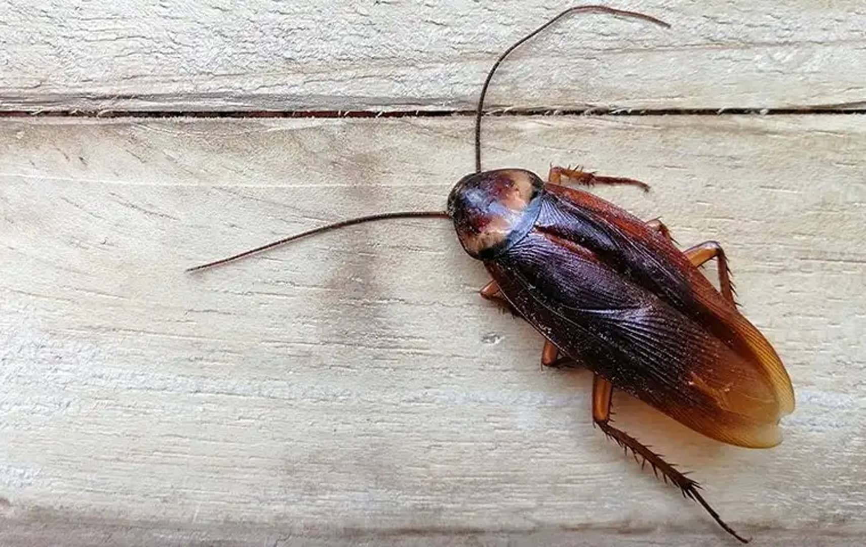 Jacksonville’s Complete Cockroach Control Guide Trad's Pest Control