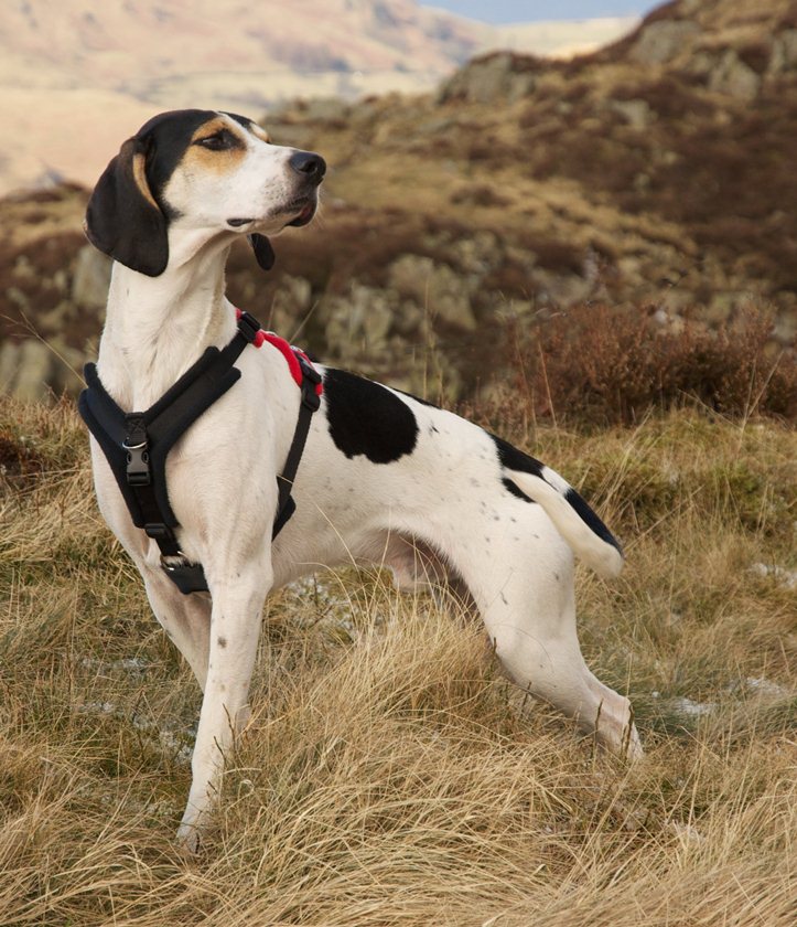 Lakeland Trailhound Welfare » Harness by Dog Games