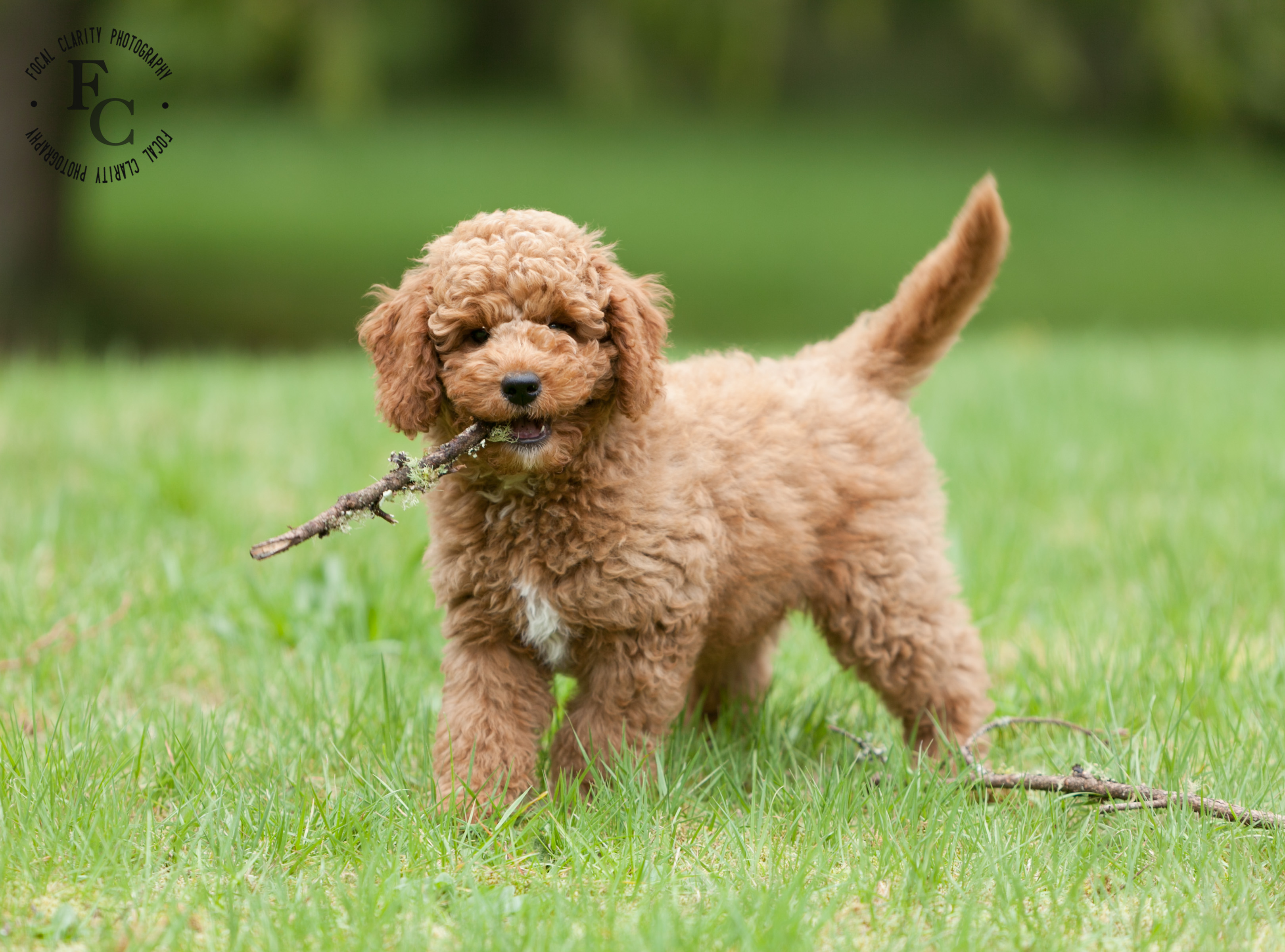 Red, Australian Labradoodle, Curly Trail's End Labradoodles