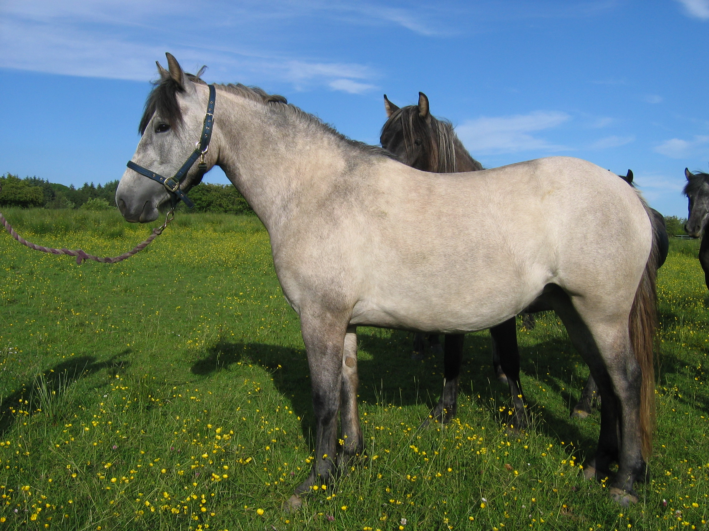 Trailtrow Highland Pony Stud, Scottish Bred Highland Ponies