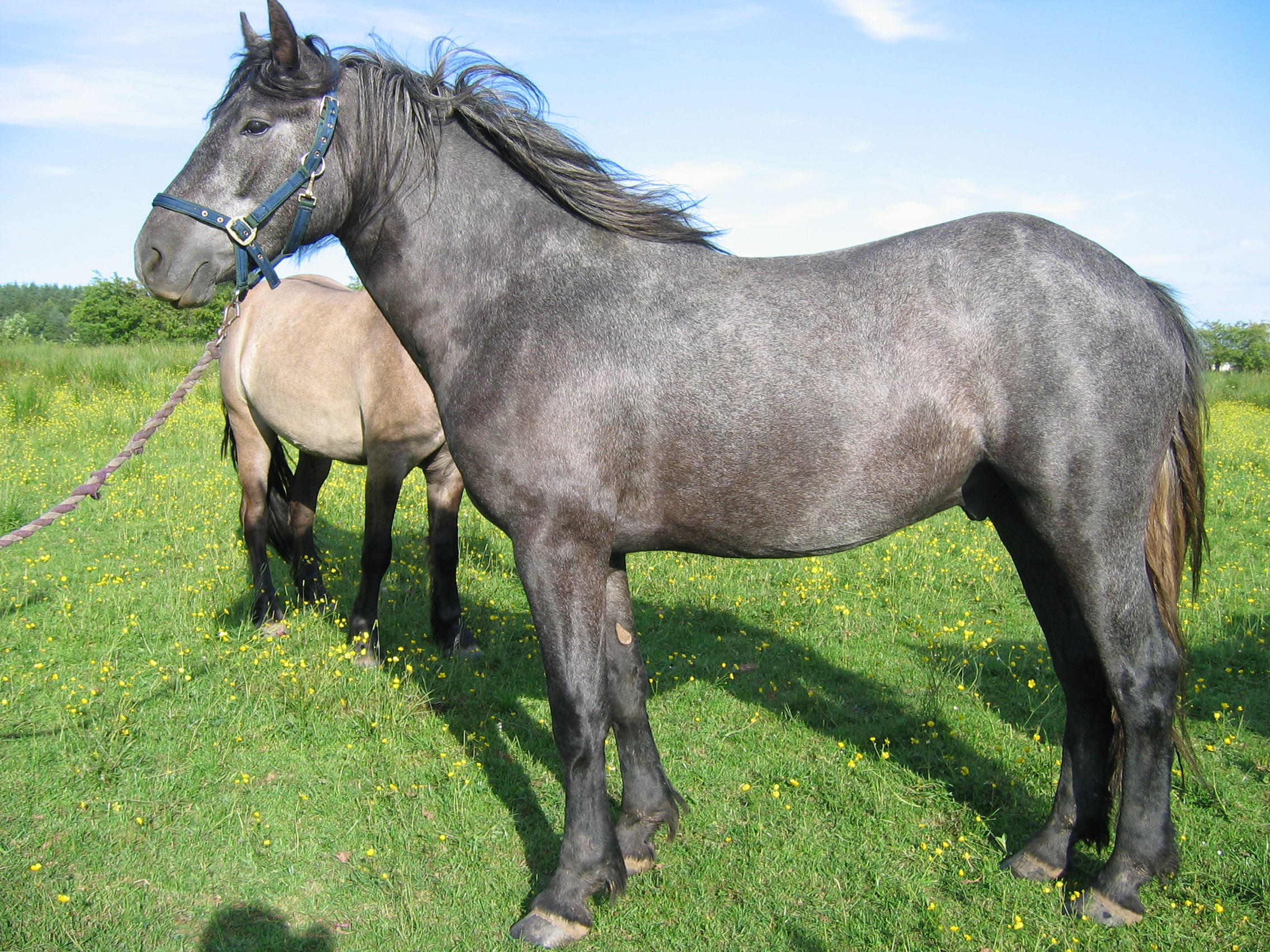 Trailtrow Highland Pony Stud, Scottish Bred Highland Ponies