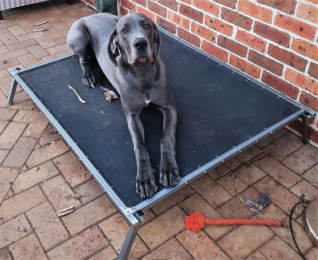 Trampoline Dog Beds Pets