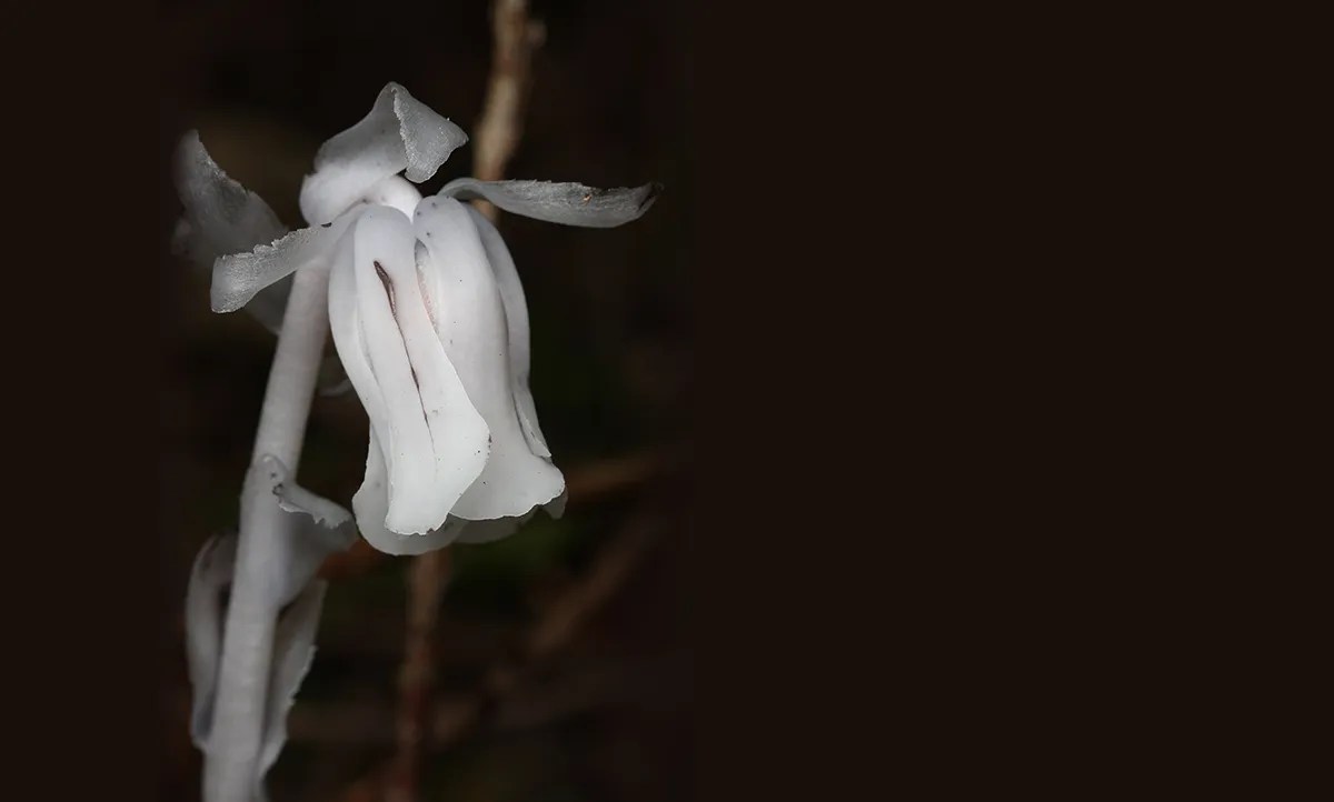 TRANSCEND MEDIA SERVICE » The Poetic Science of the Ghost Pipe Emily