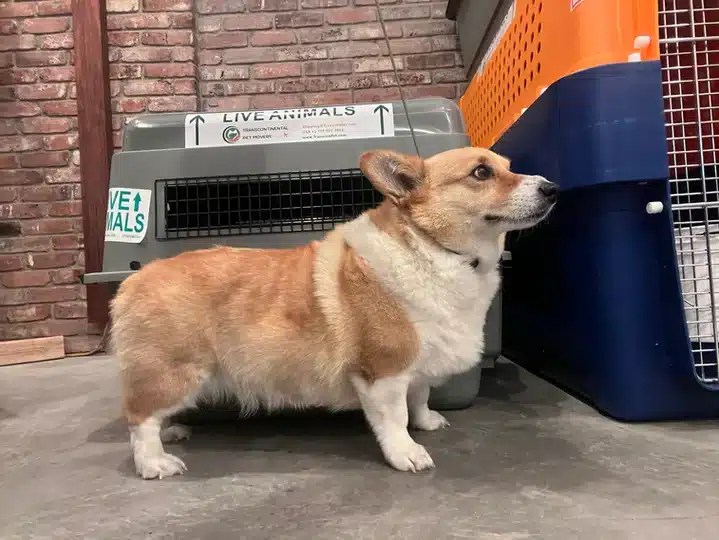 Essential Guide Selecting the Right Dog Travel Crate Size for Air