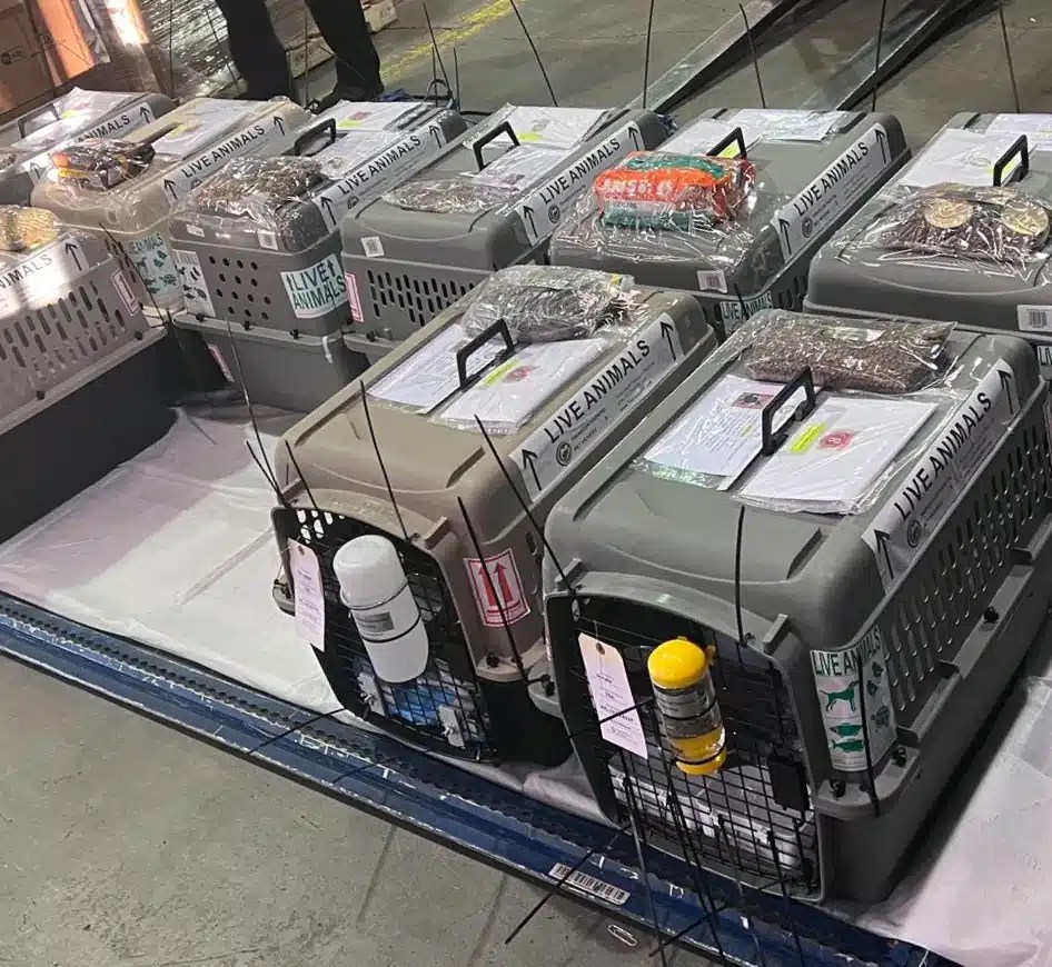 Los Angeles Pet Shipping Trust Transcon Pet Movers for Safe and Stress