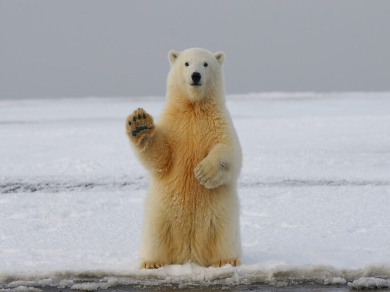 Has the Idea of Polar Bears Extinct Done More Harm Than Good?