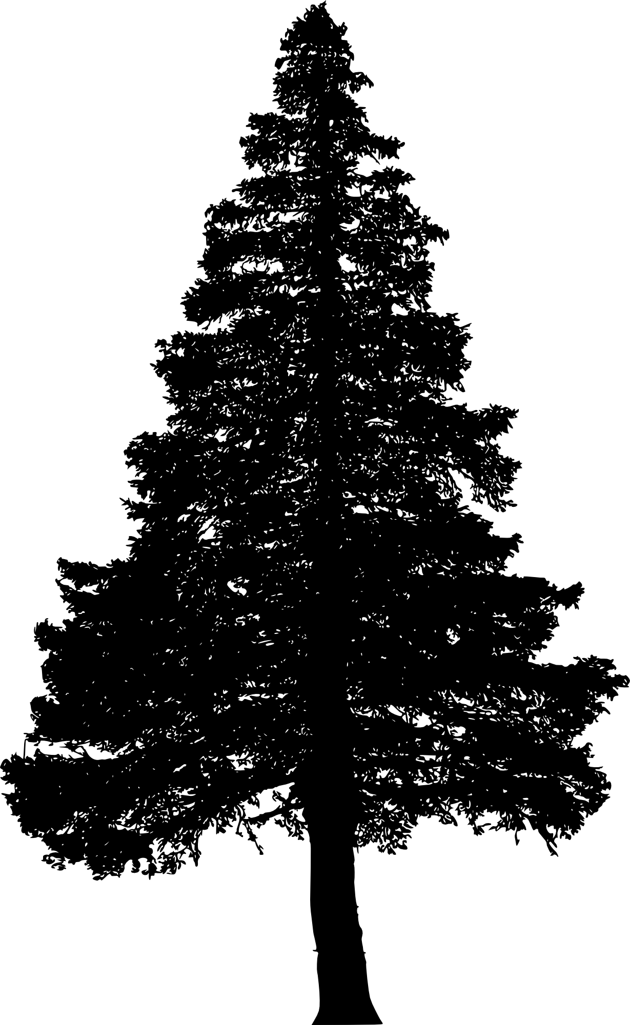 Pine Tree PNG Vector Images with Transparent background TransparentPNG