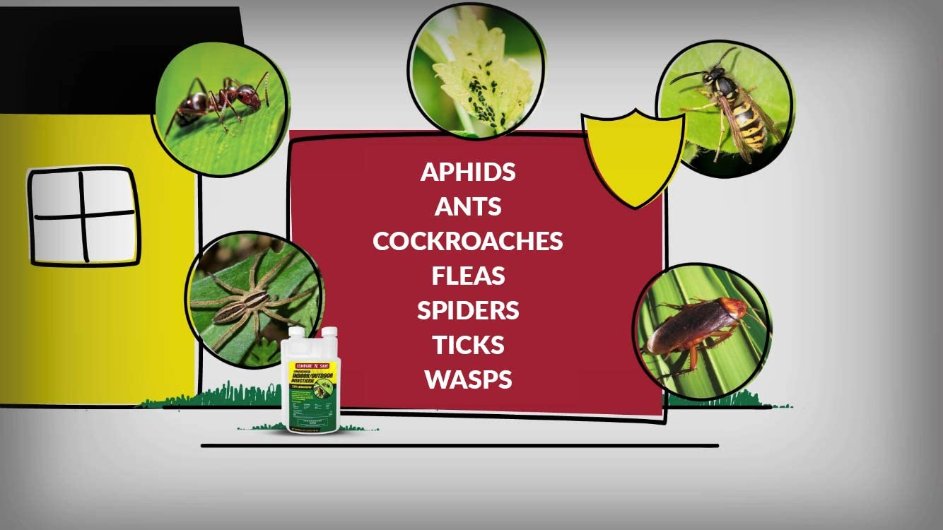 The Best Way To Kill Ants Indoors And Outside