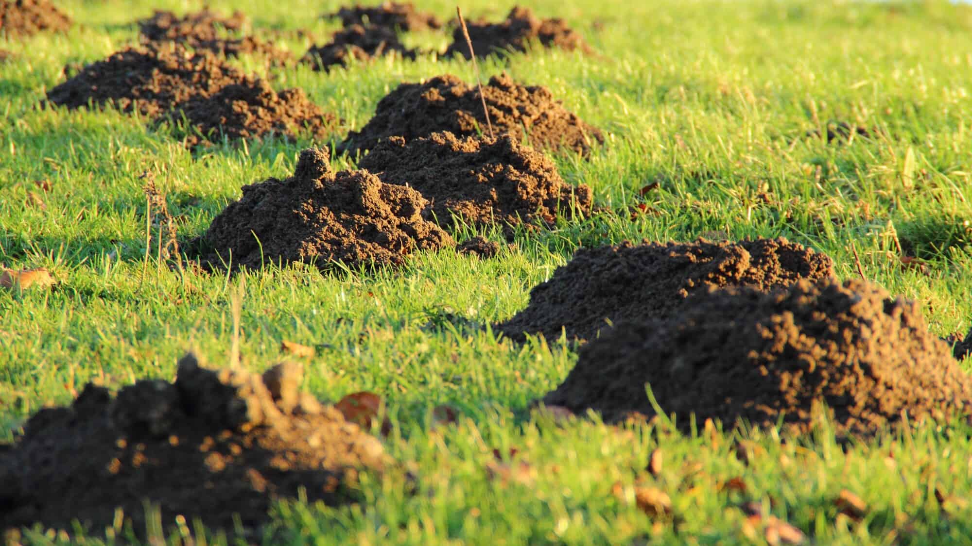 The Problem with Ground Moles