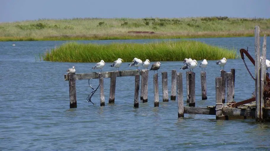 A Guide to the Virginia Birding & Wildlife Trail Travel Dudes