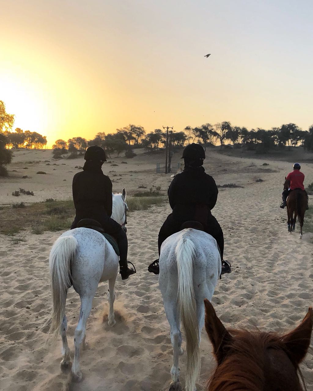 Horse Riding Dubai Things To Do In Dubai Travelex Travels & Tours LLC