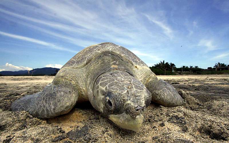 All you need to know about Turtle Nesting in Costa Rica