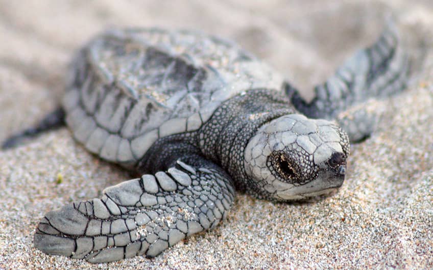 Costa Rica map of turtle nesting Travel Excellence