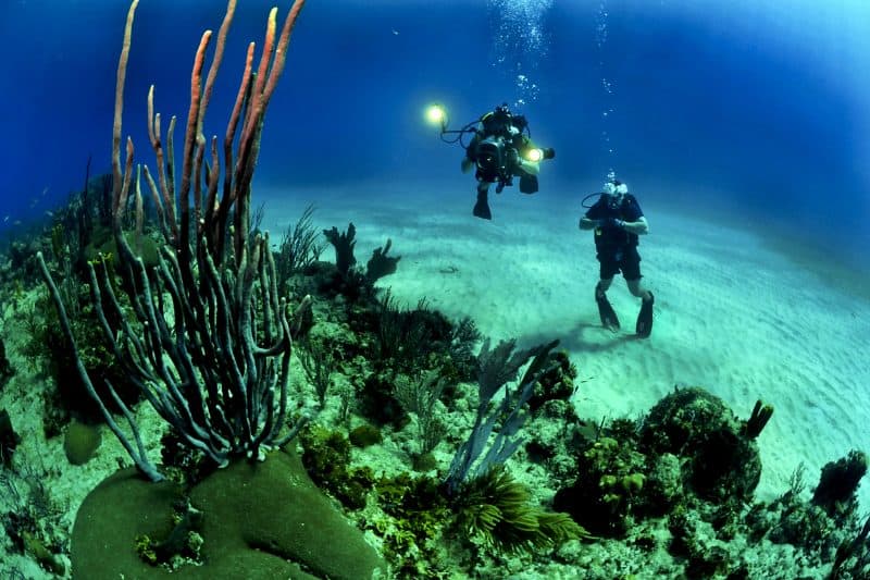 8 Best Dive Sites in the World for Your Bucket List [2022]