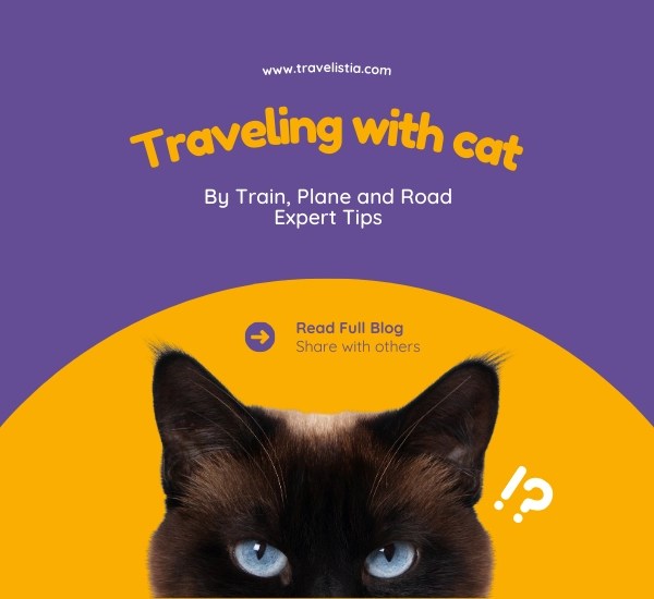How to Travel with a Cat By Road, Plane and Train Travelistia
