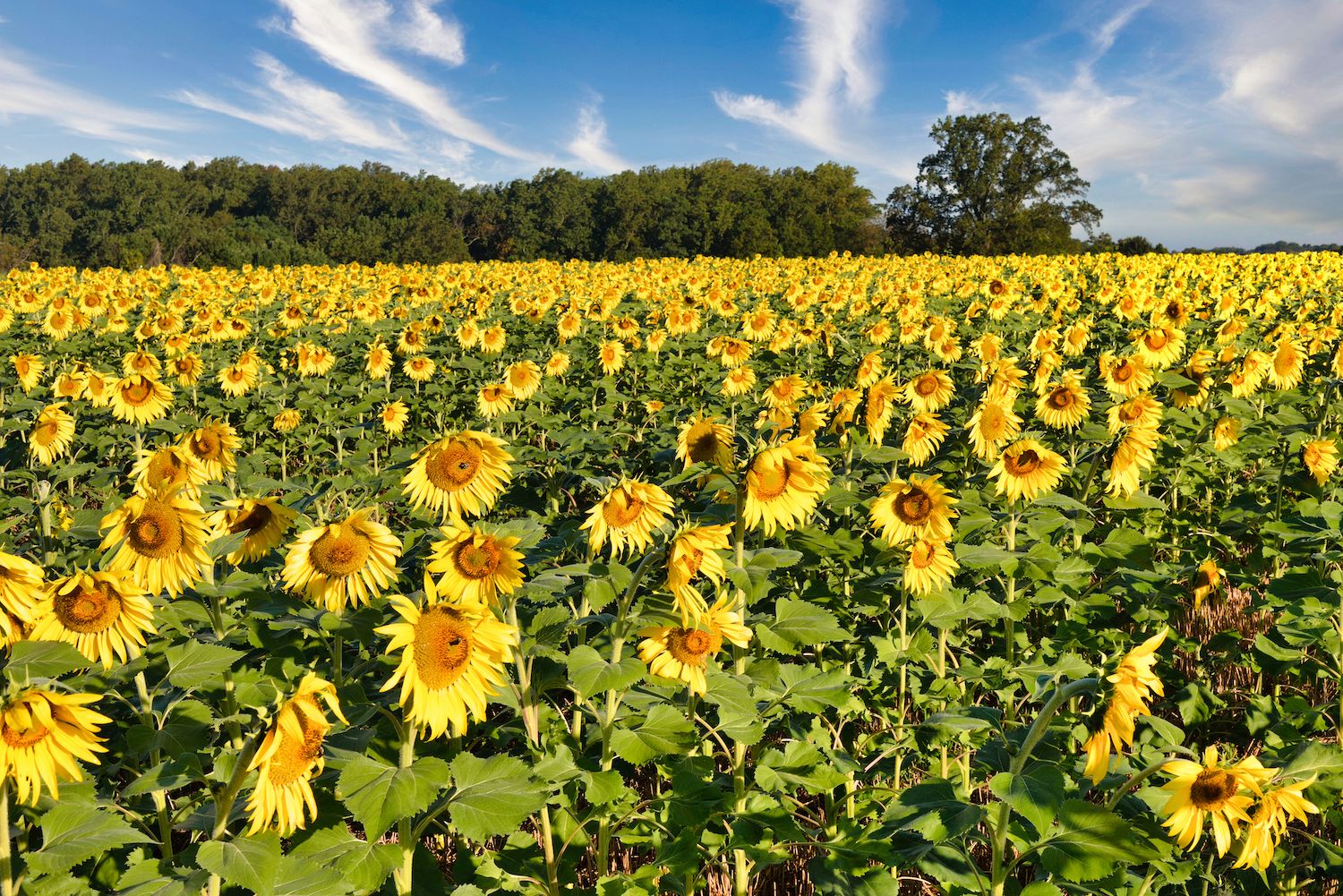 Kaboburritos Square at Larry Byram blog