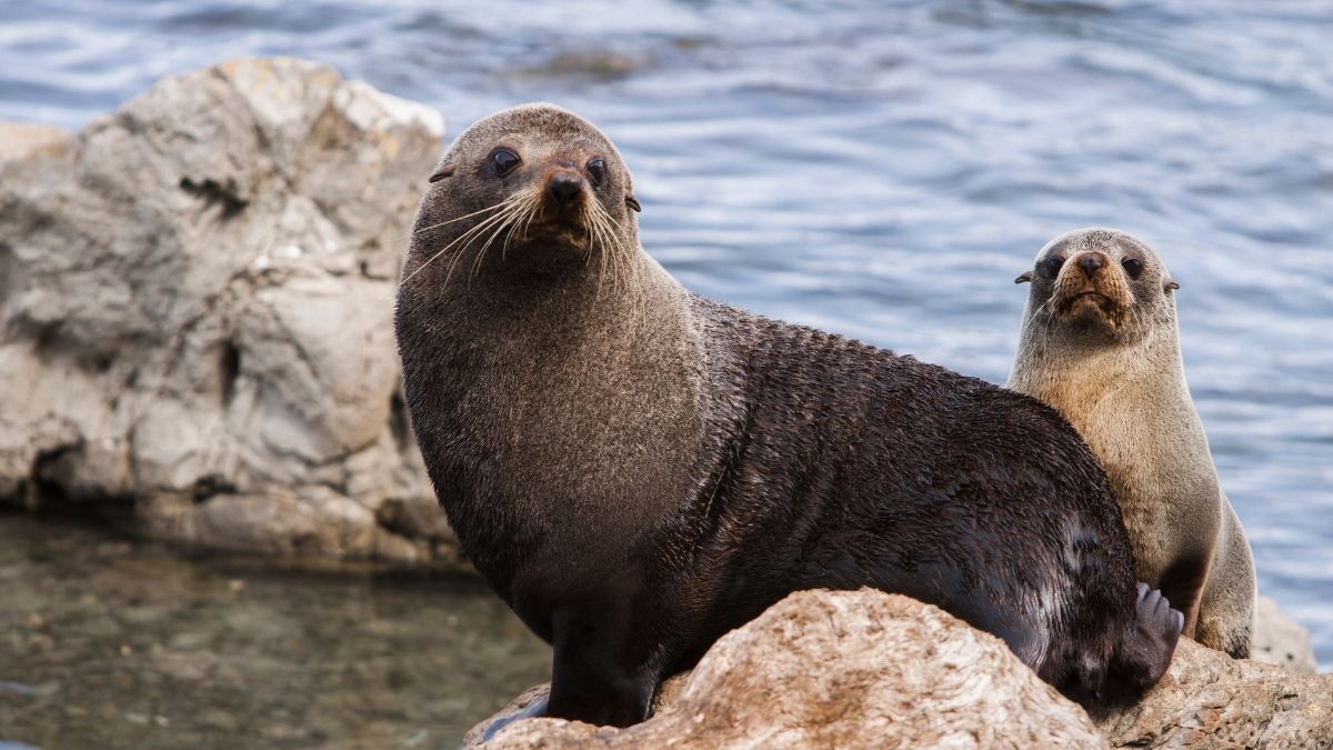 Where To See Seals In California Complete Guide Traveller's Elixir