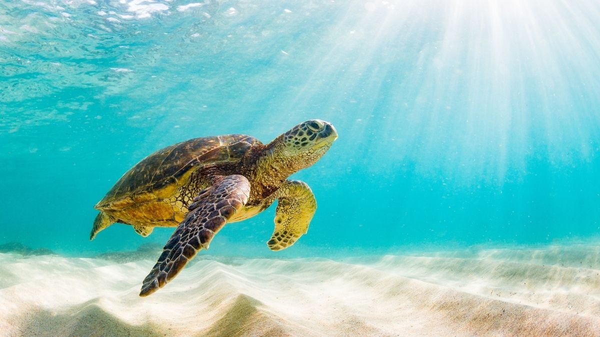 Where To See Sea Turtles In Puerto Rico Complete Guide Traveller's