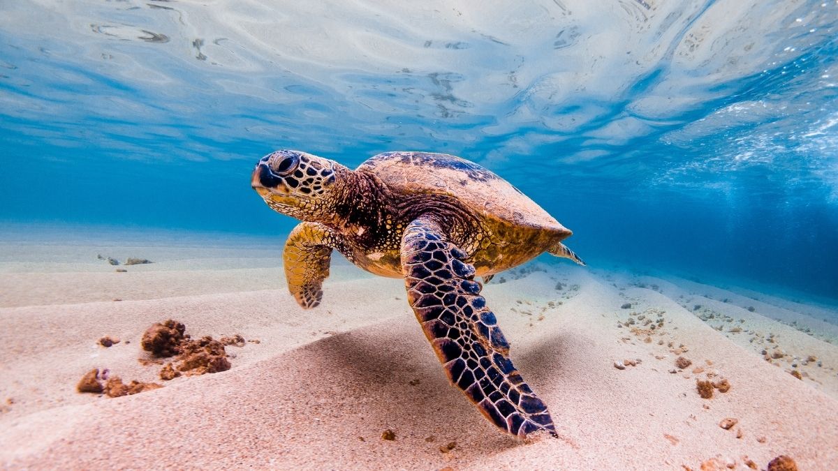 Where To See Sea Turtles In Puerto Rico Complete Guide Traveller's