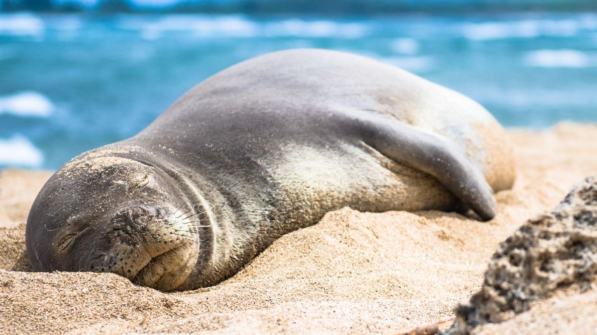 Where To See Seals In Hawaii Complete Guide Traveller's Elixir