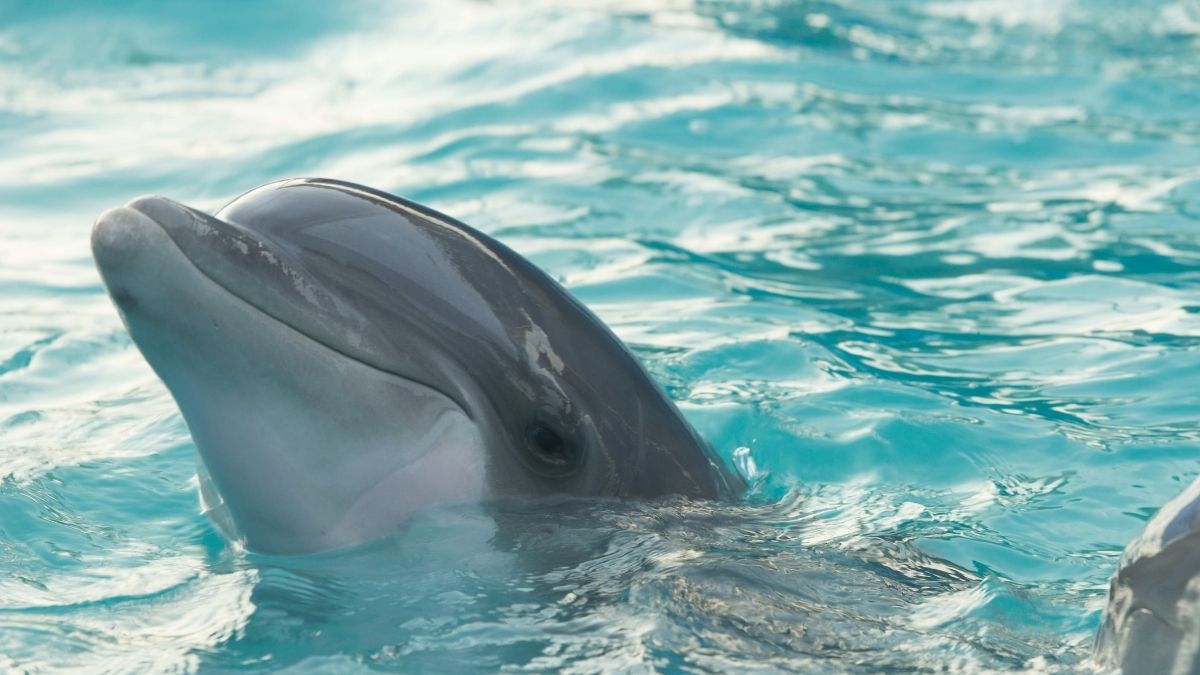 Where To See Dolphins In South Carolina Complete Guide Traveller's