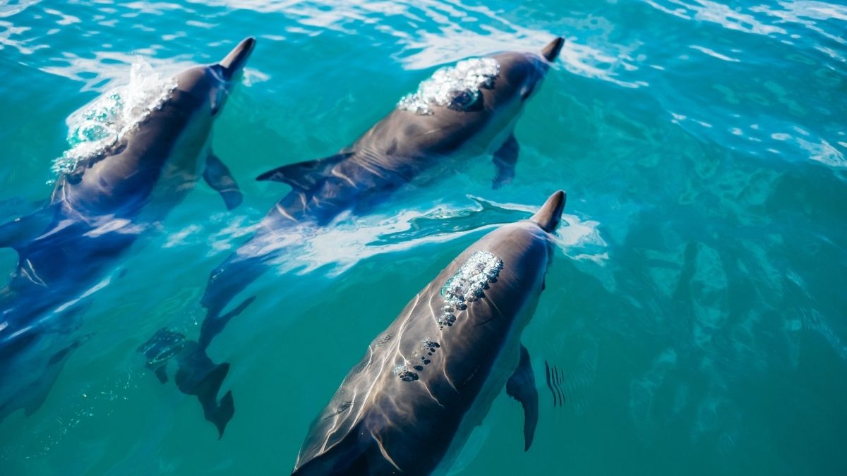 Where To See Dolphins In South Carolina Complete Guide Traveller's