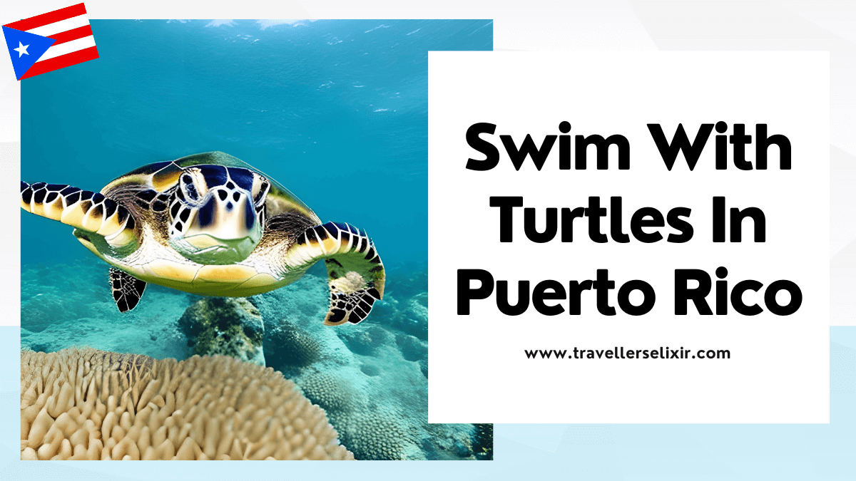 Where To See Sea Turtles In Puerto Rico 2023 Guide Traveller's
