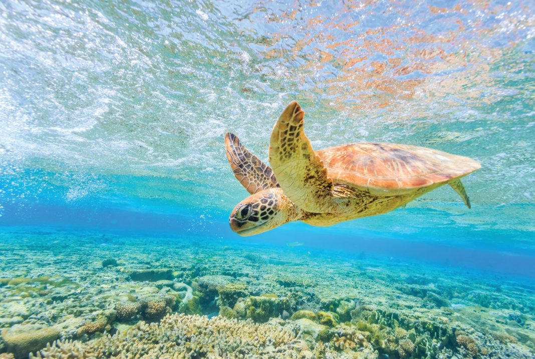 APT, Travelmarvel launch Australia and New Zealand cruise programme