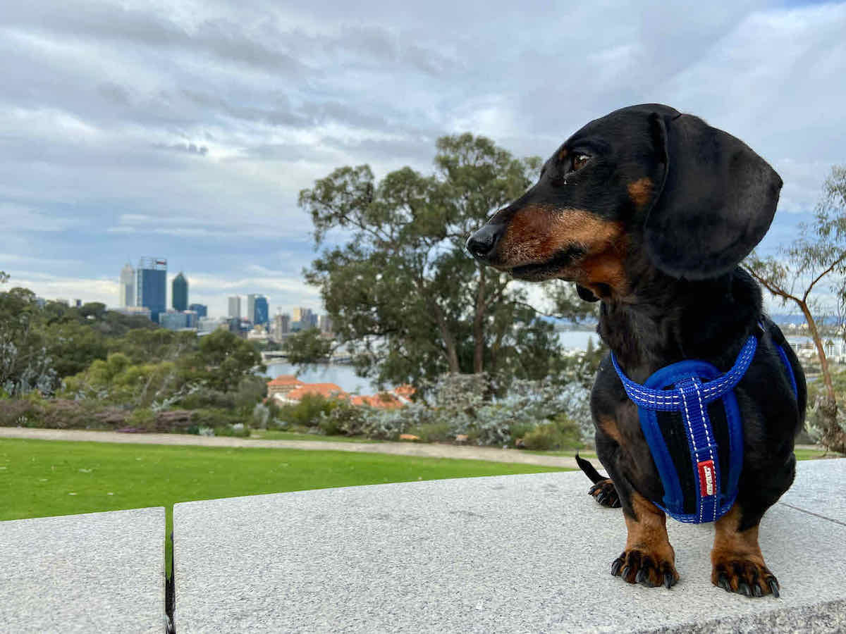 DogFriendly Perth, WA Visiting Perth with a Dog Travelnuity