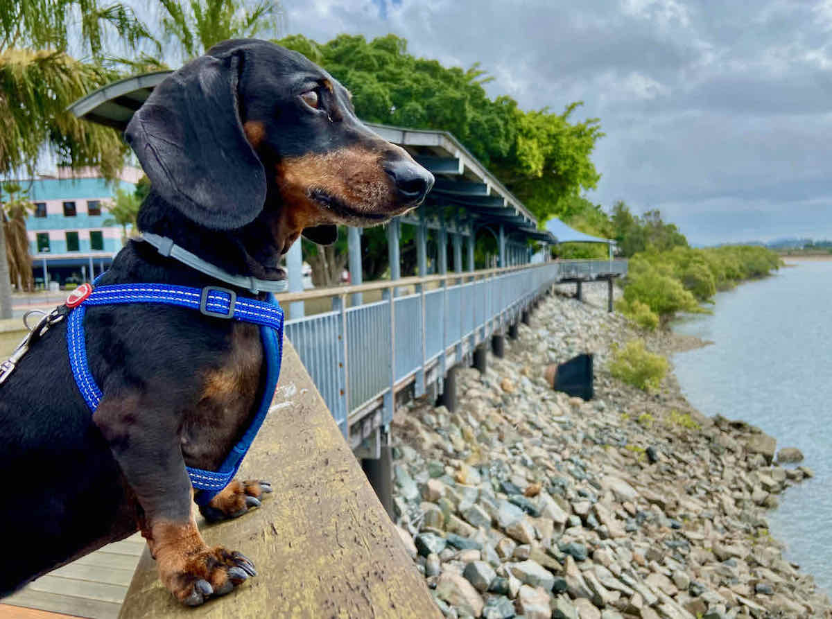 DogFriendly Mackay Visiting Mackay with a Dog Travelnuity