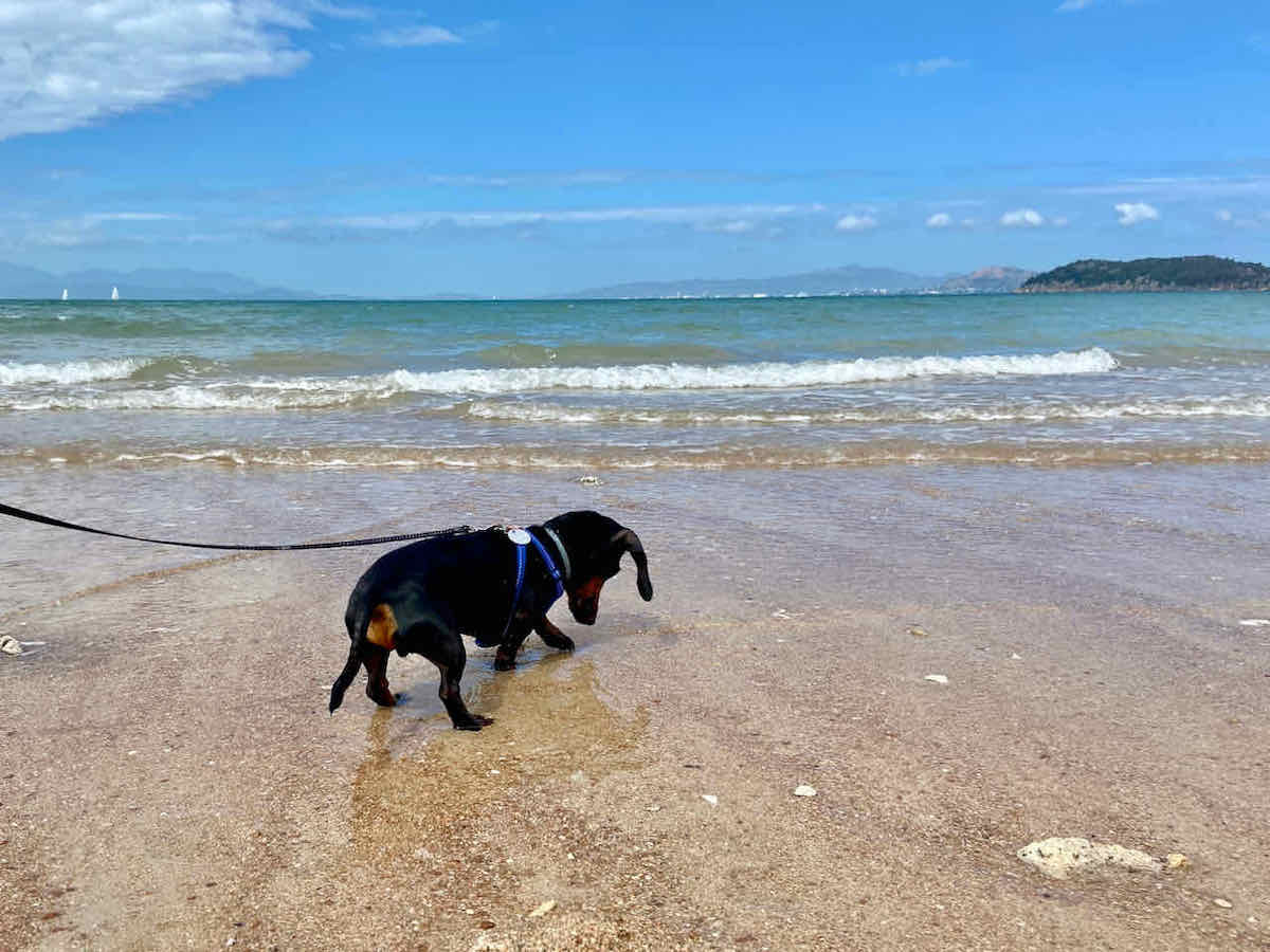 DogFriendly Townsville Visiting Townsville with a Dog Travelnuity