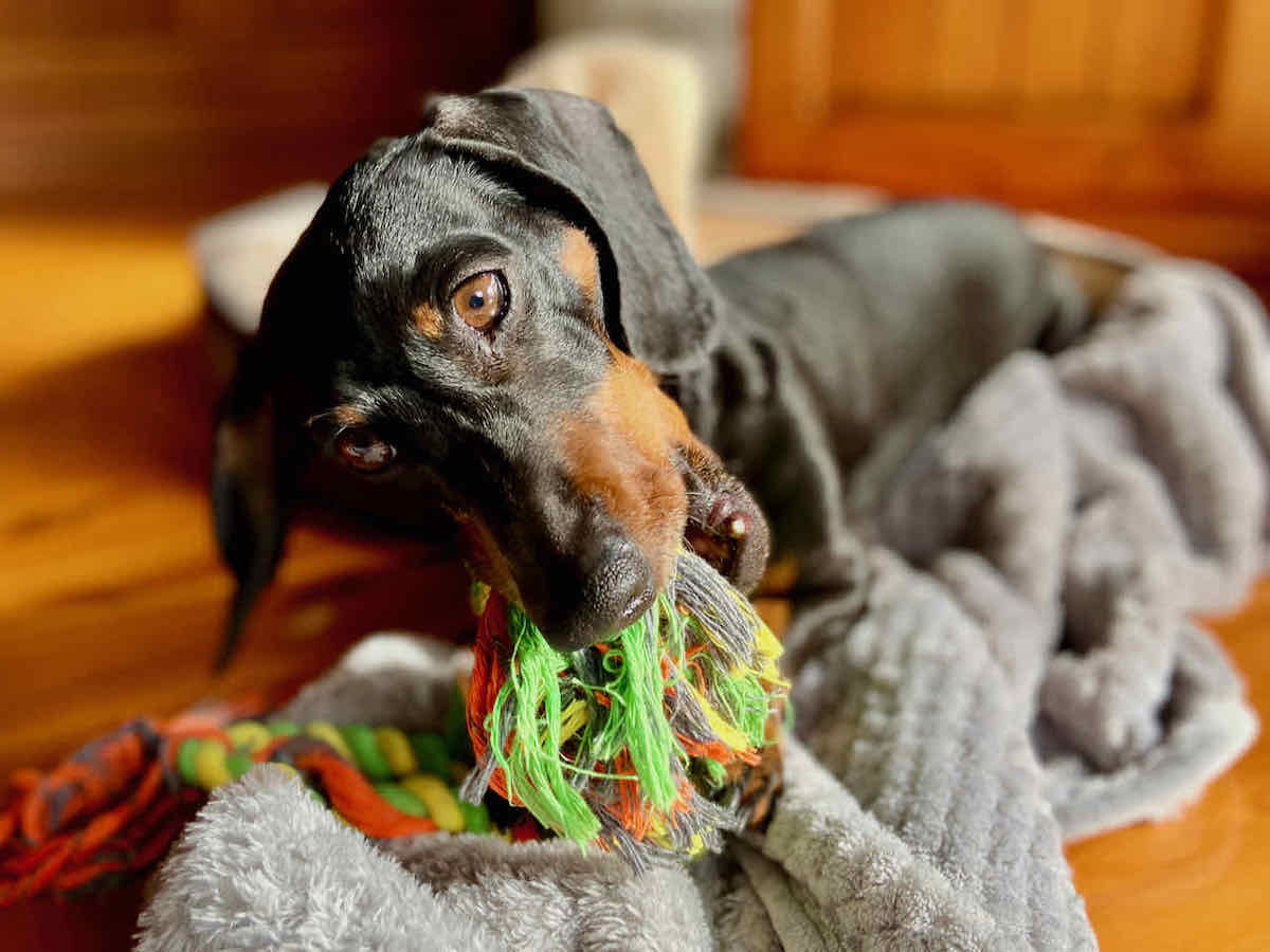 Have You Considered House Sitting for Your Dog? Travelnuity