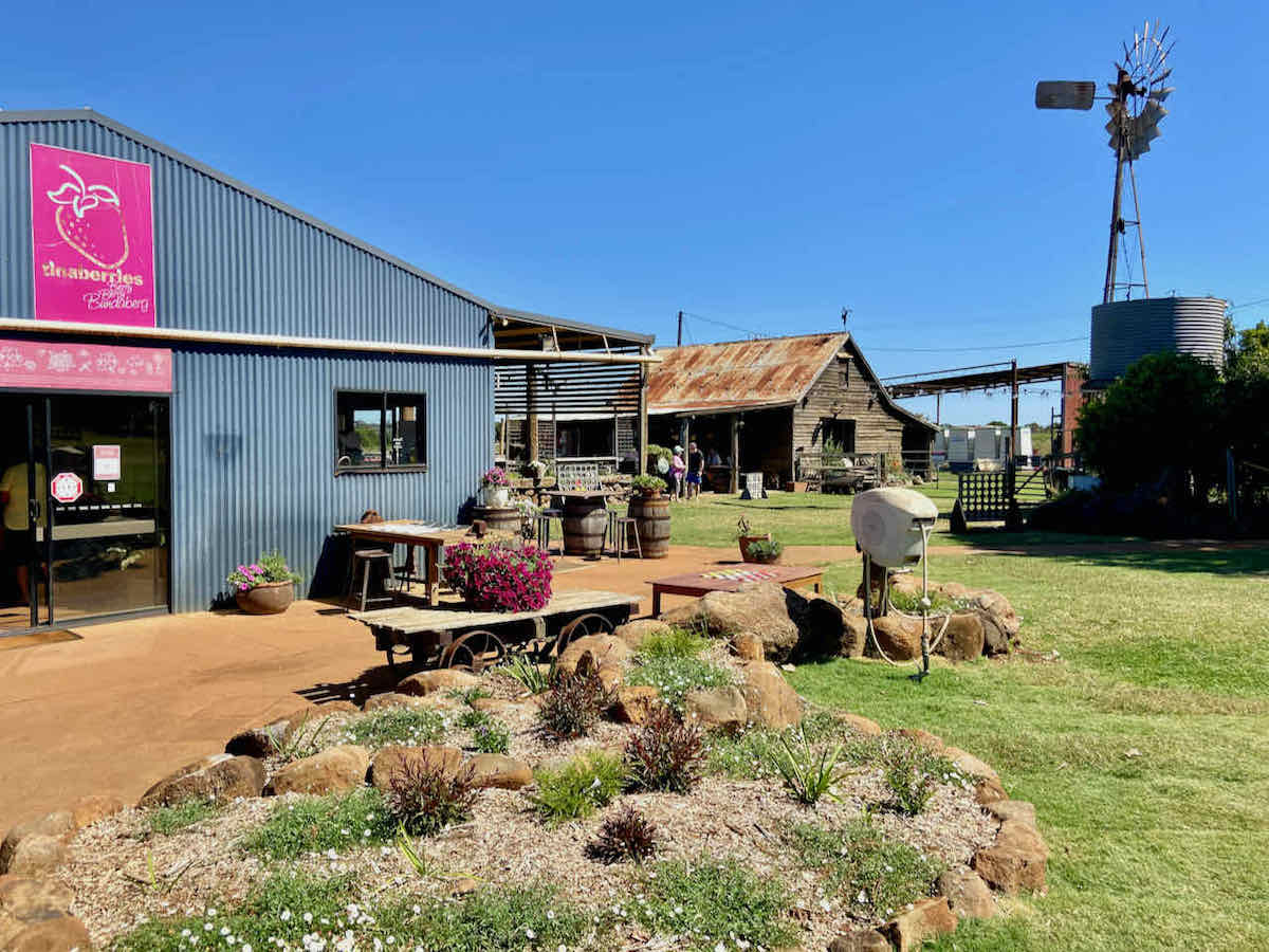 DogFriendly Bundaberg Visiting Bundaberg with a Dog Travelnuity