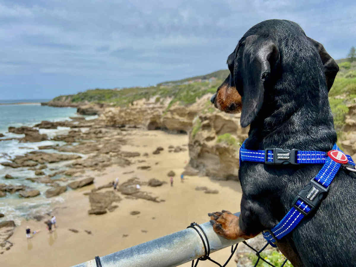 18 DogFriendly Beaches In and Around Newcastle, NSW Travelnuity