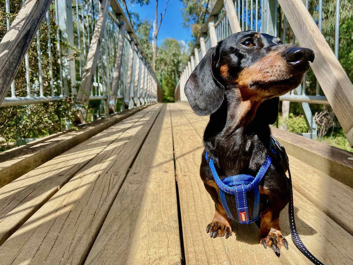 Boardwalk Dog Friendly