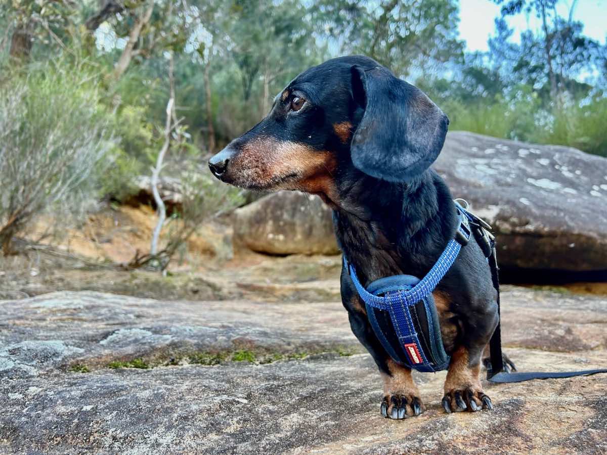 Is There a Way to Avoid Pet Quarantine in Australia? Travelnuity