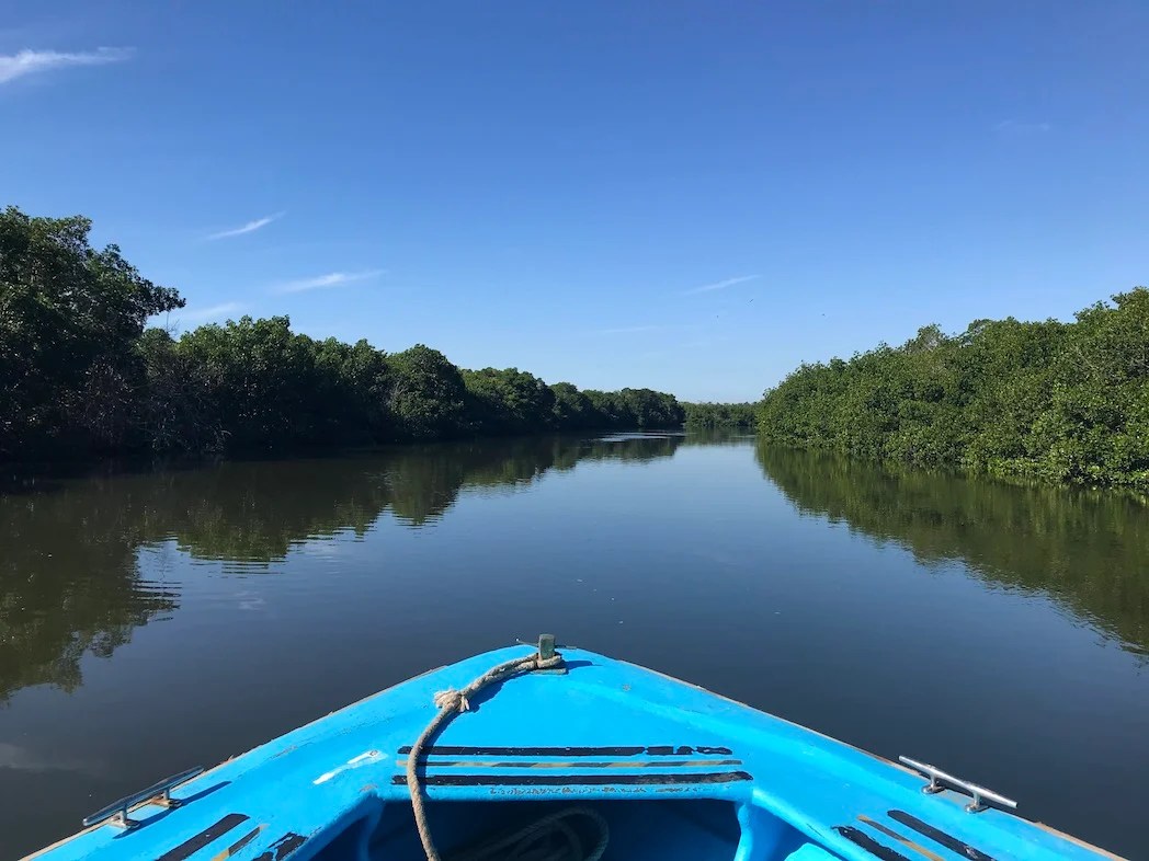 Mangroves - Mazatlán Jungle and Stone Island Tour Review