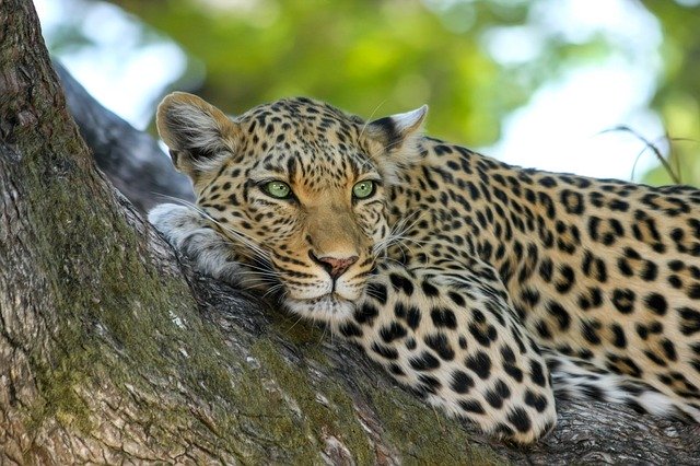 botswana reopening for tourism