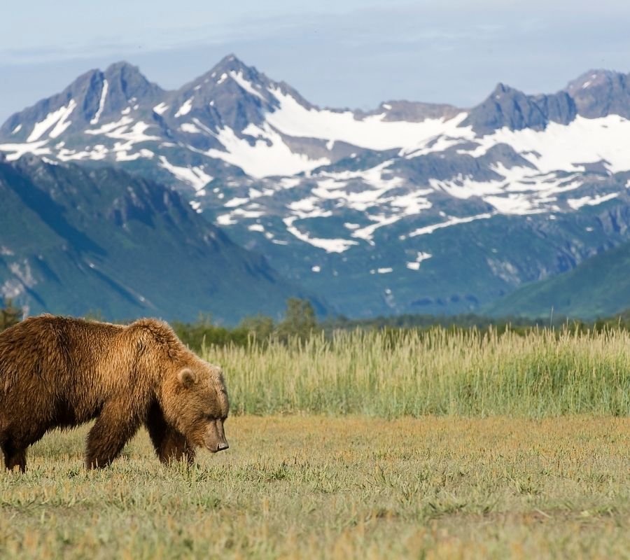 Bear in Alaska