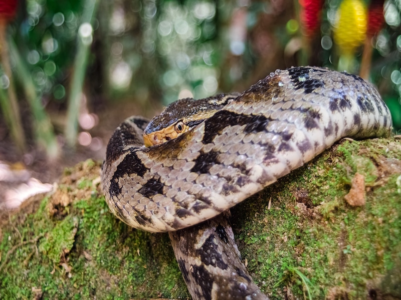 Dangerous Animals in Panama 7 Species to Look Out For