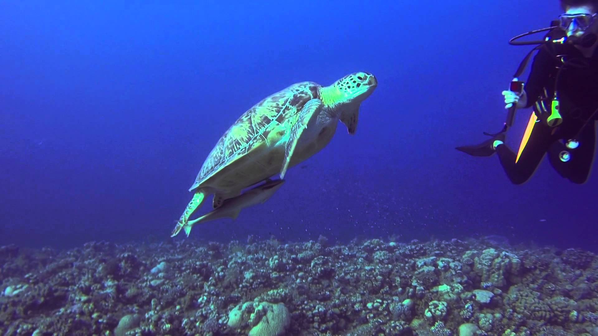 Scuba Diving In Marsa Alam, Egypt • Travel Tips